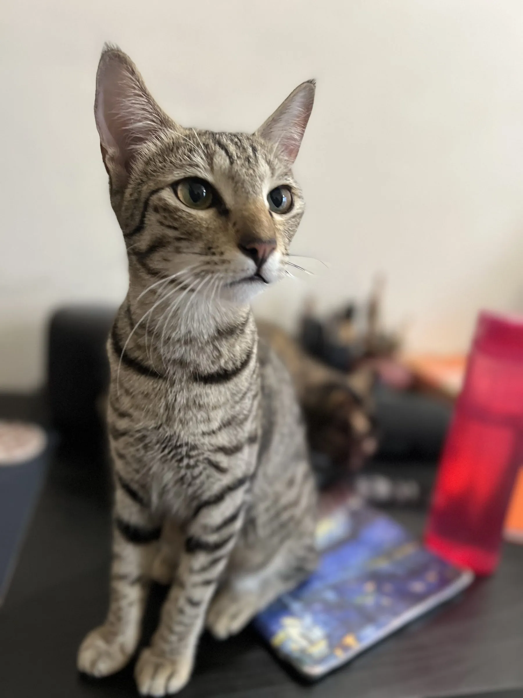 A tabby cat sitting upright on a desk, ears forward
