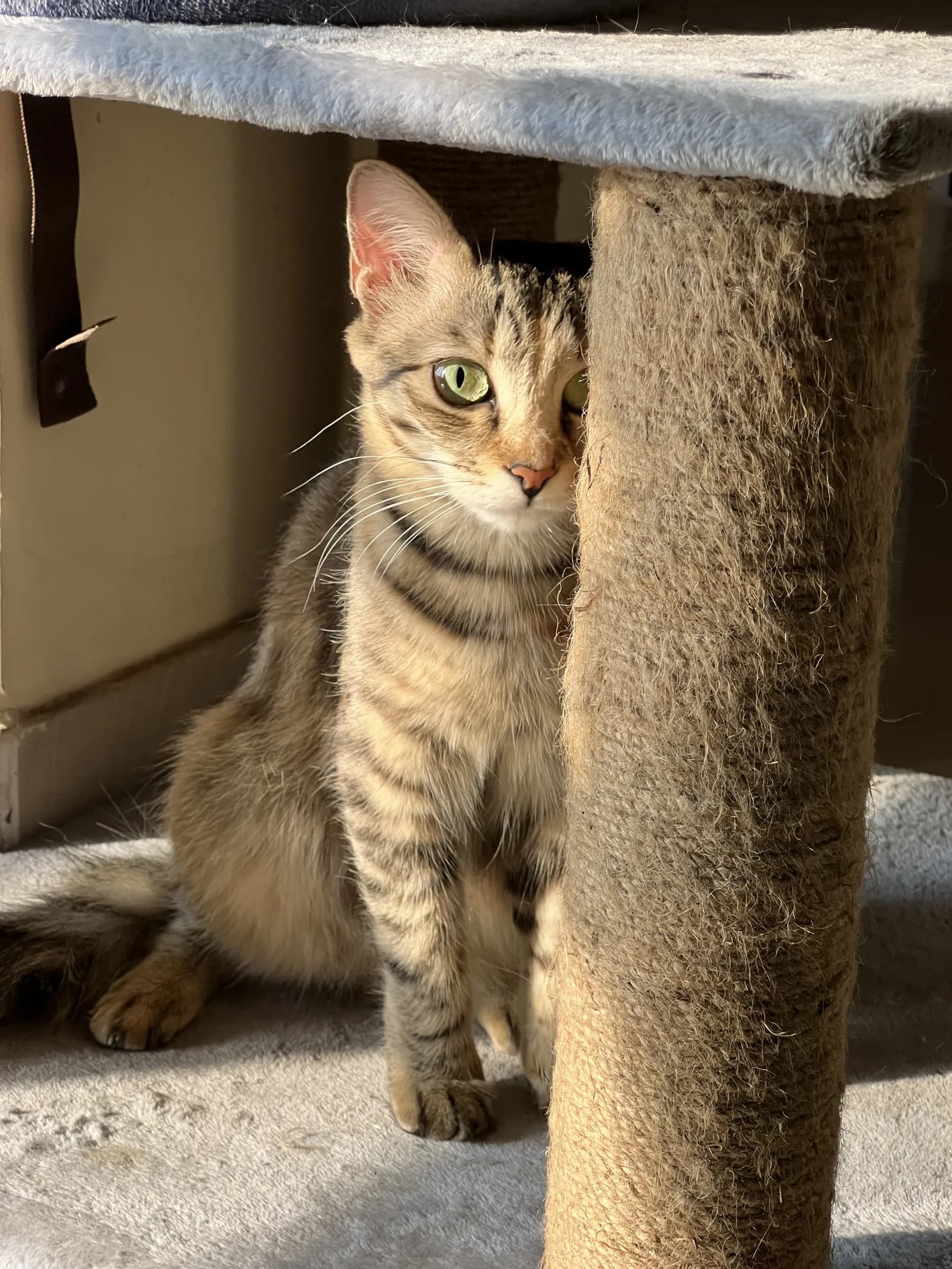 A tabby cat peeking out from behind a cat-tree post, green eyes catching the sunlight