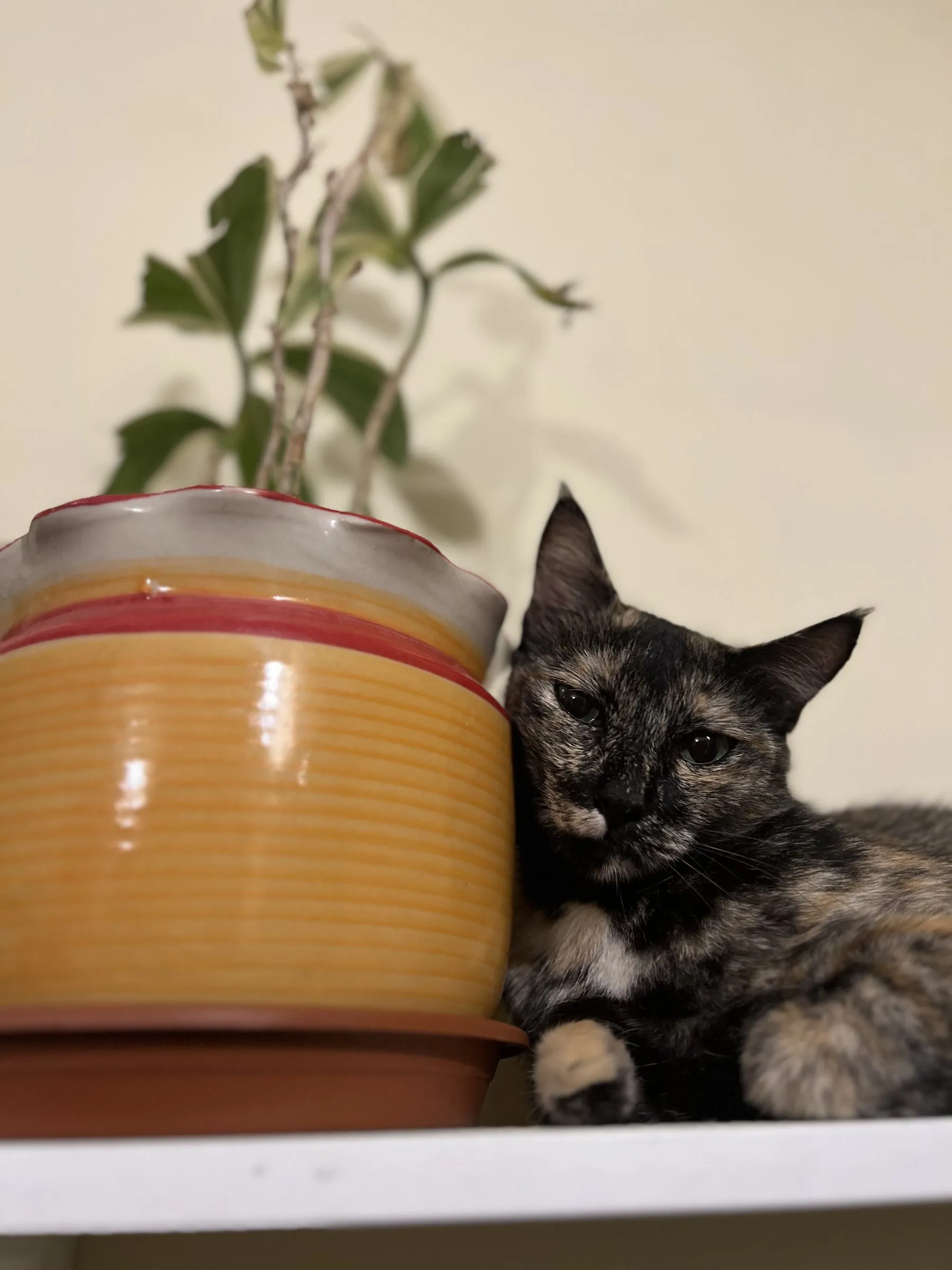 A tortoiseshell cat curled up beside a plant pot on a shelf