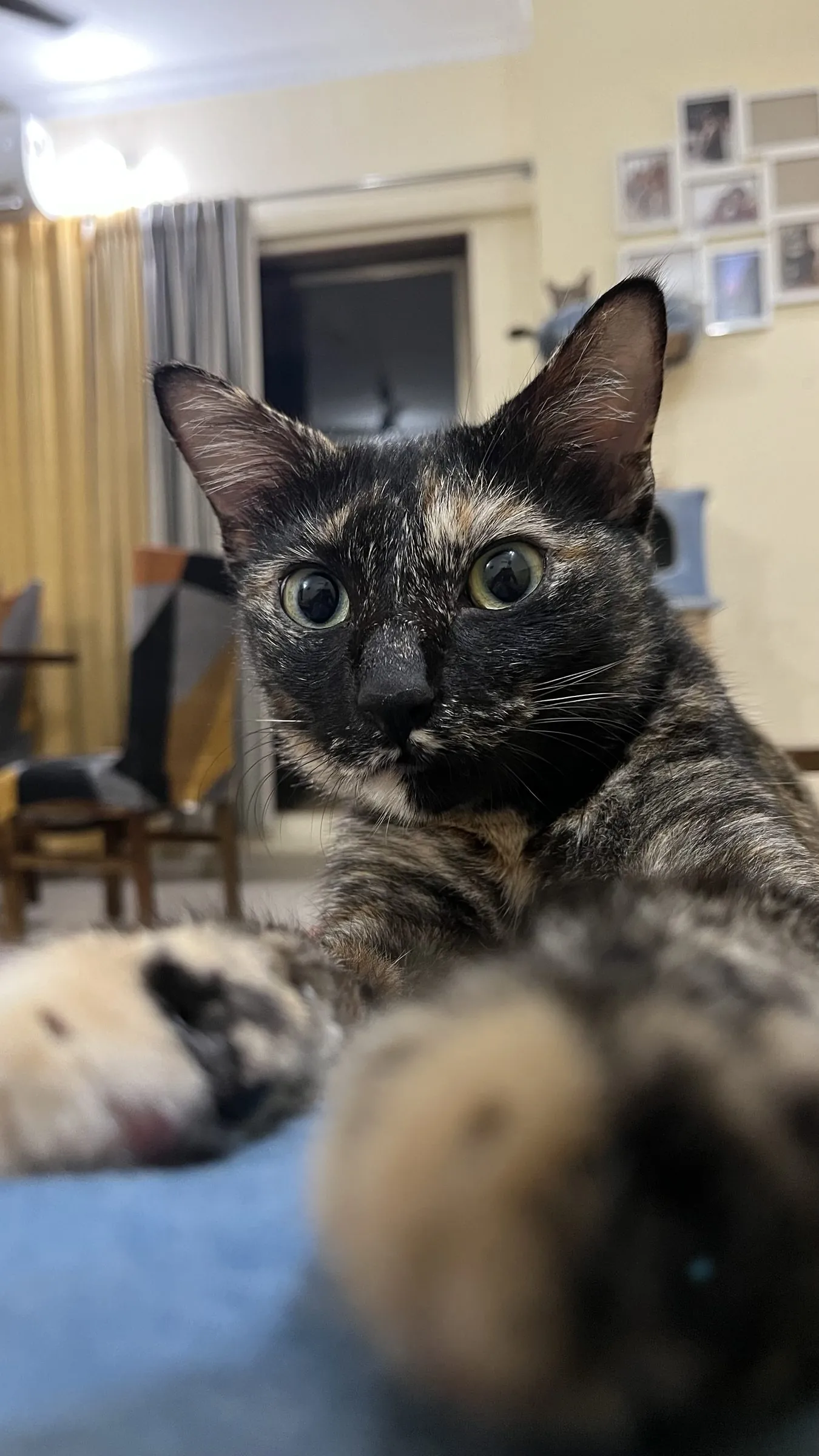 A tortoiseshell cat lying close to the camera, one paw stretched toward the lens