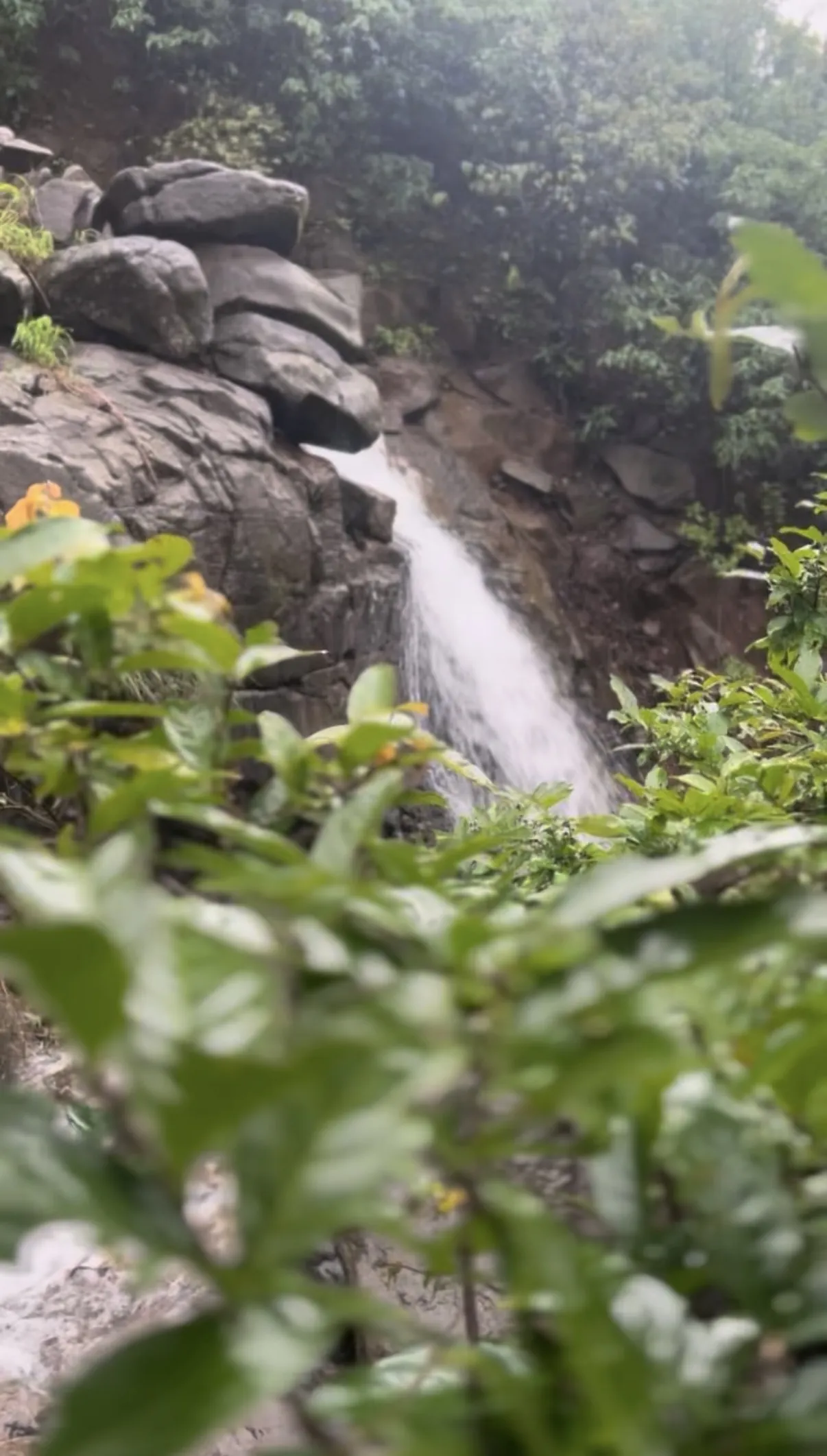 A seasonal monsoon waterfall spilling over rocks, framed by green leaves
