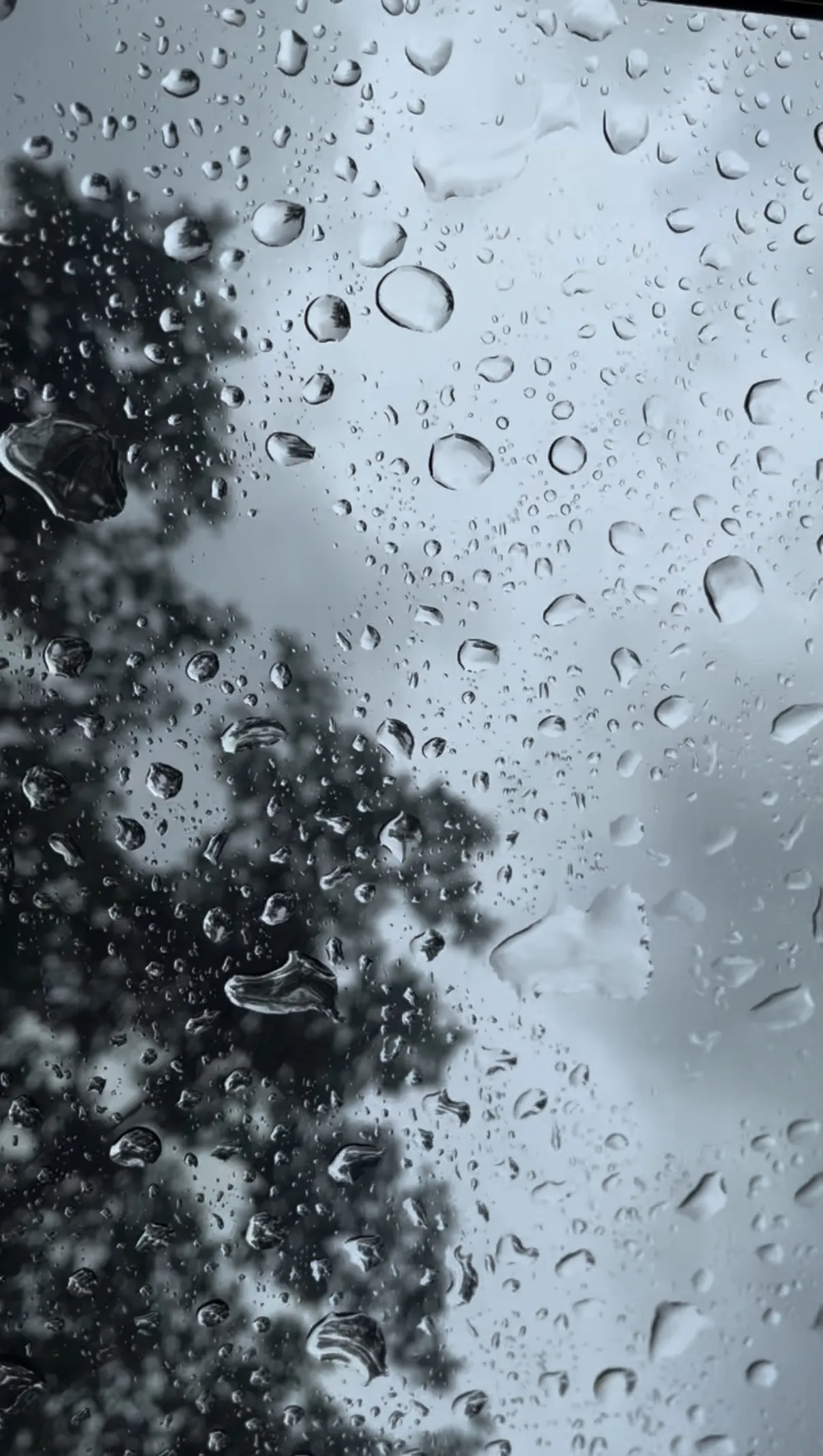 Monsoon rain beading on a window, dark trees blurred behind it