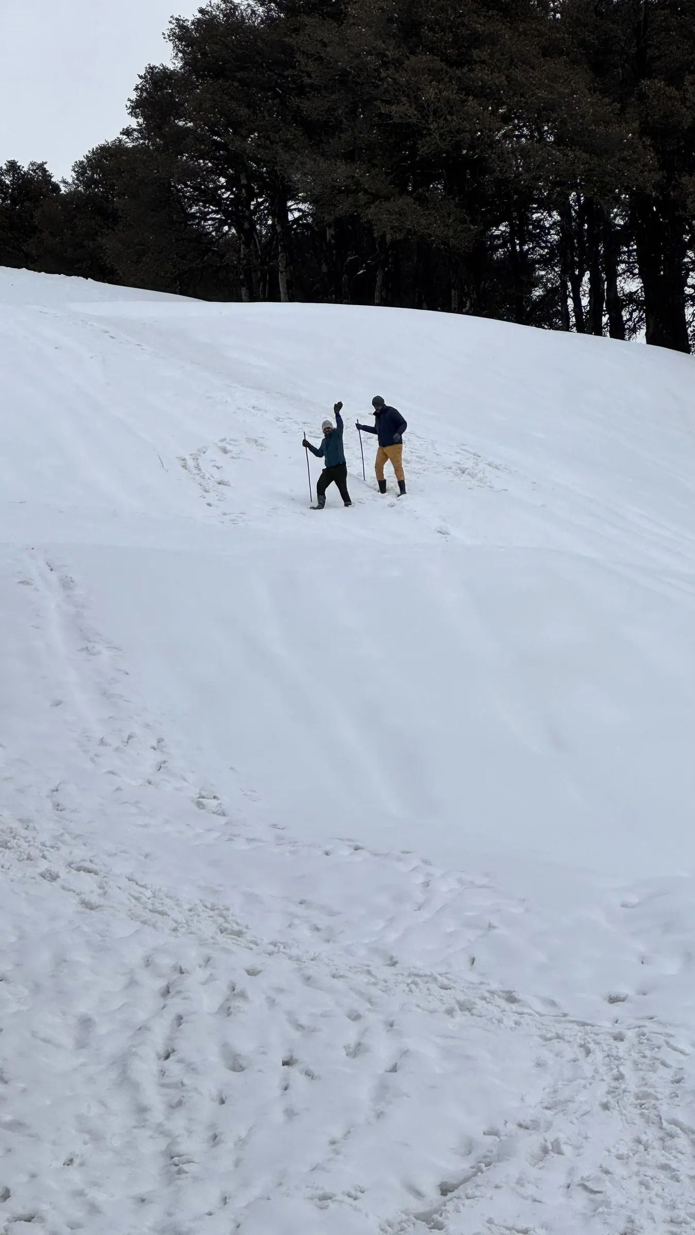 Two people hiking up a snow-covered slope below a line of pine trees