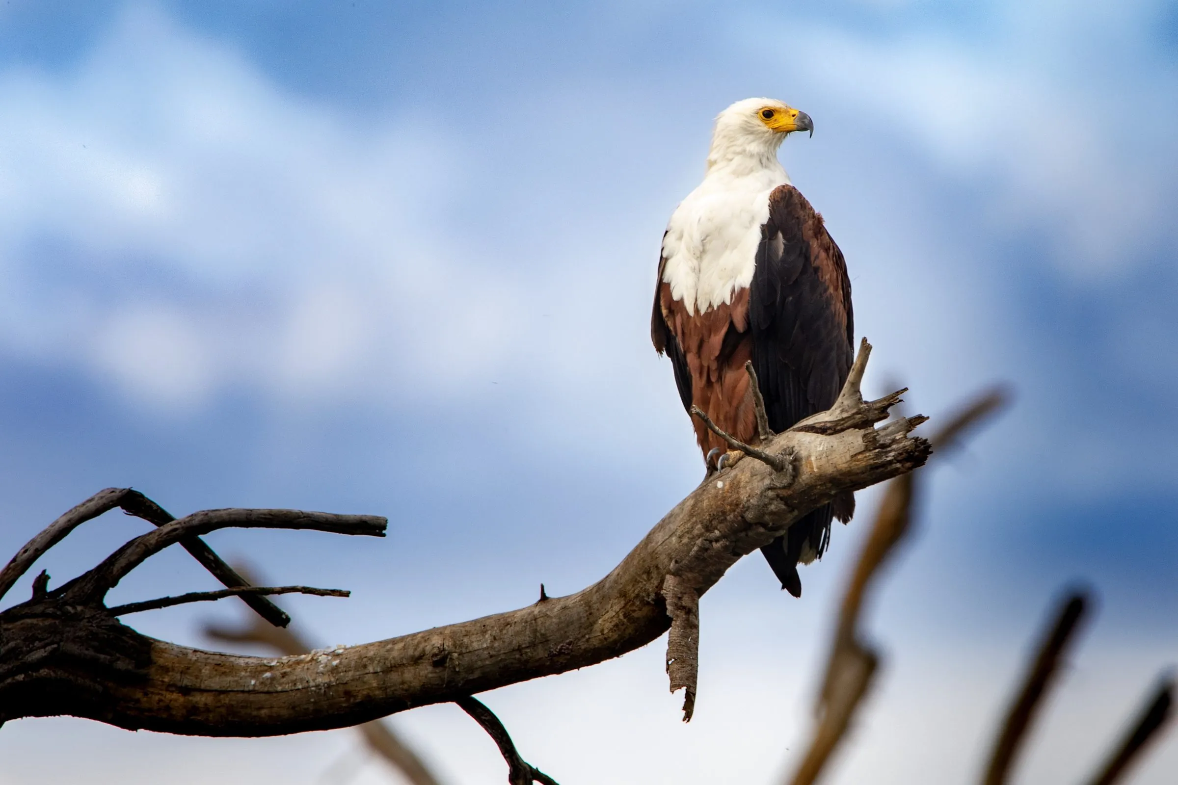 An African fish eagle perched on a bare branch against a cloudy blue sky