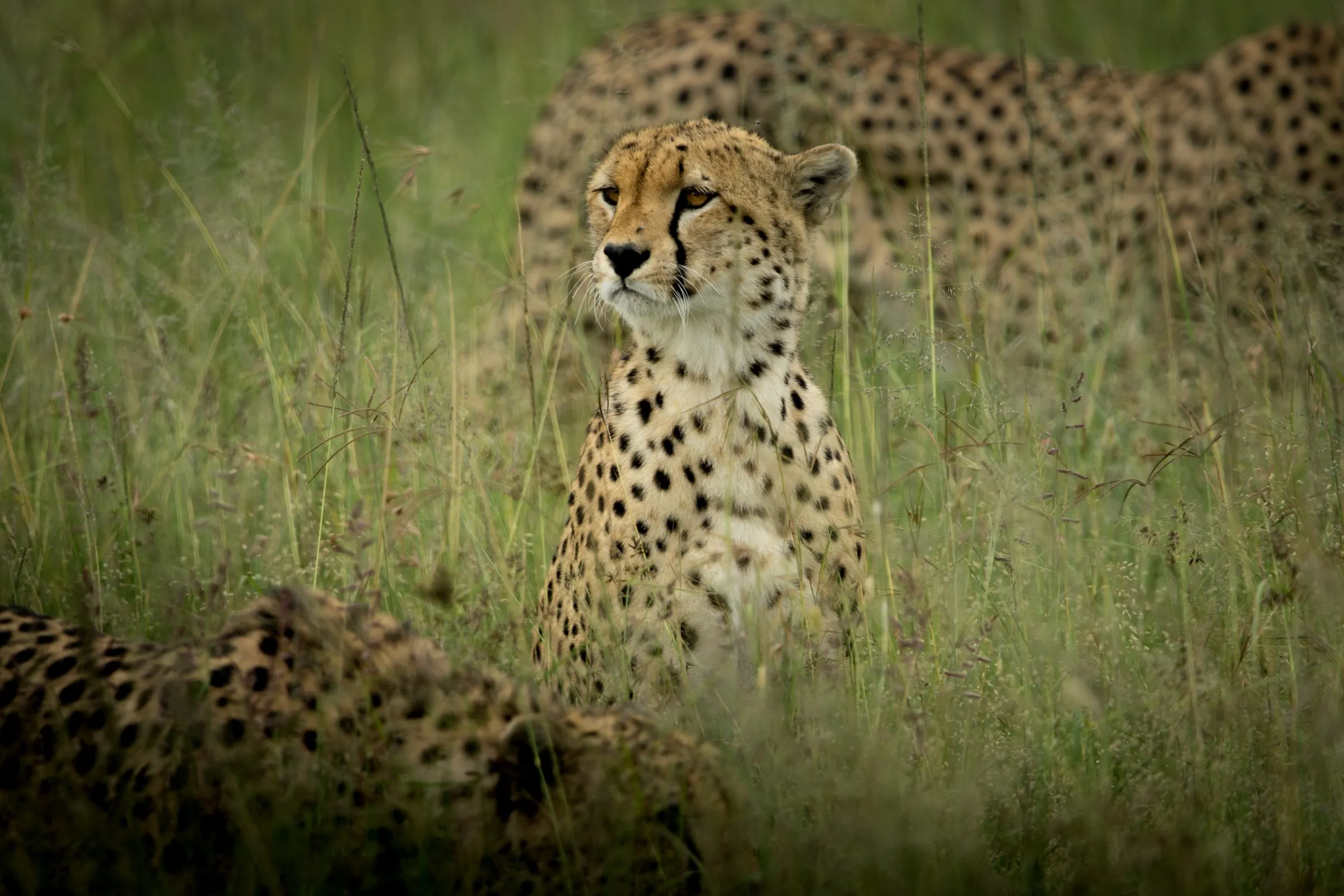 A cheetah sitting alert in long grass, with other cheetahs resting around it