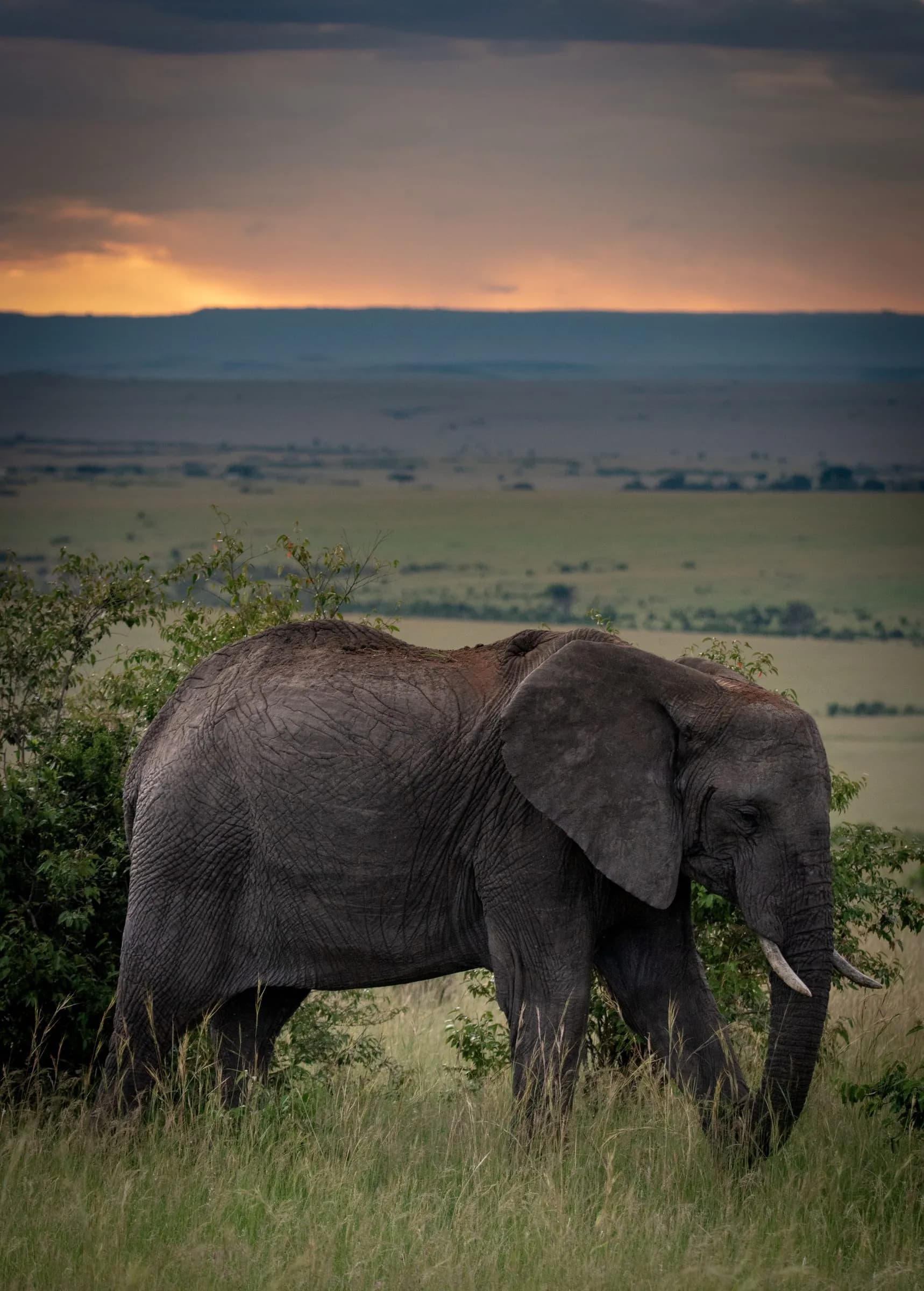 An elephant grazing in tall grass, with an orange sunset over the plains behind it