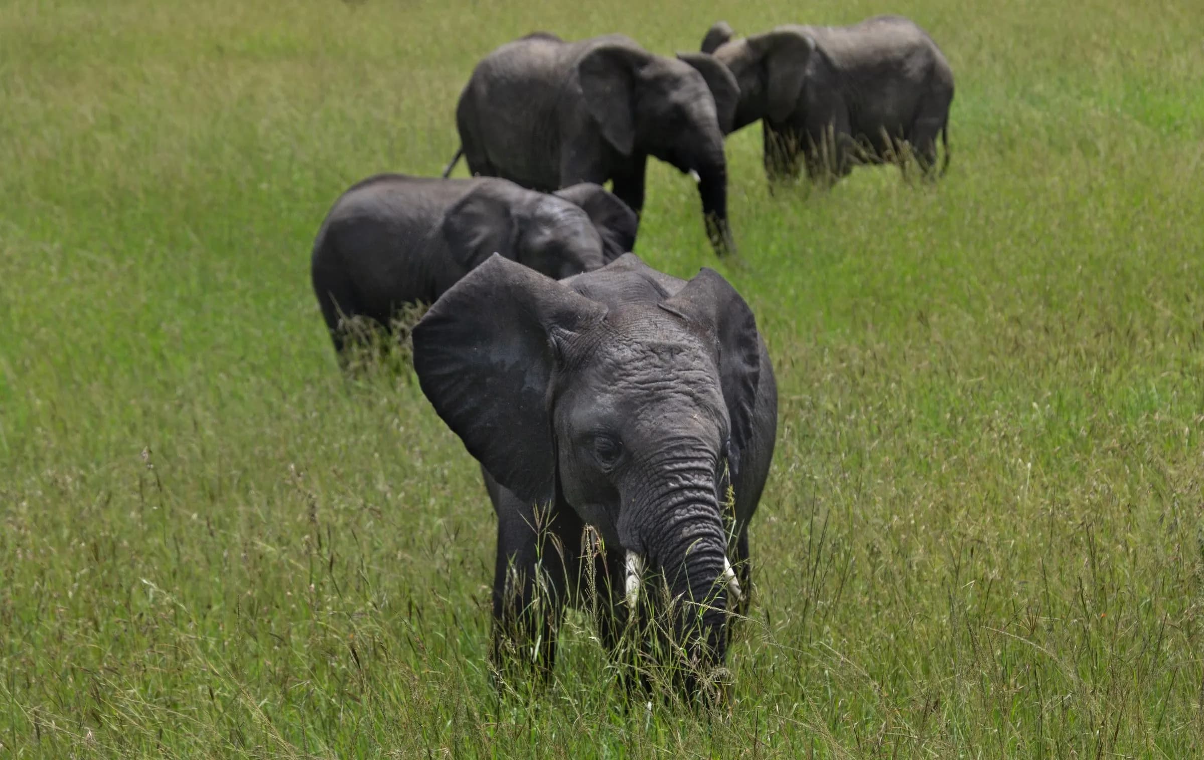 A small herd of elephants walking through green grassland, a young one in front
