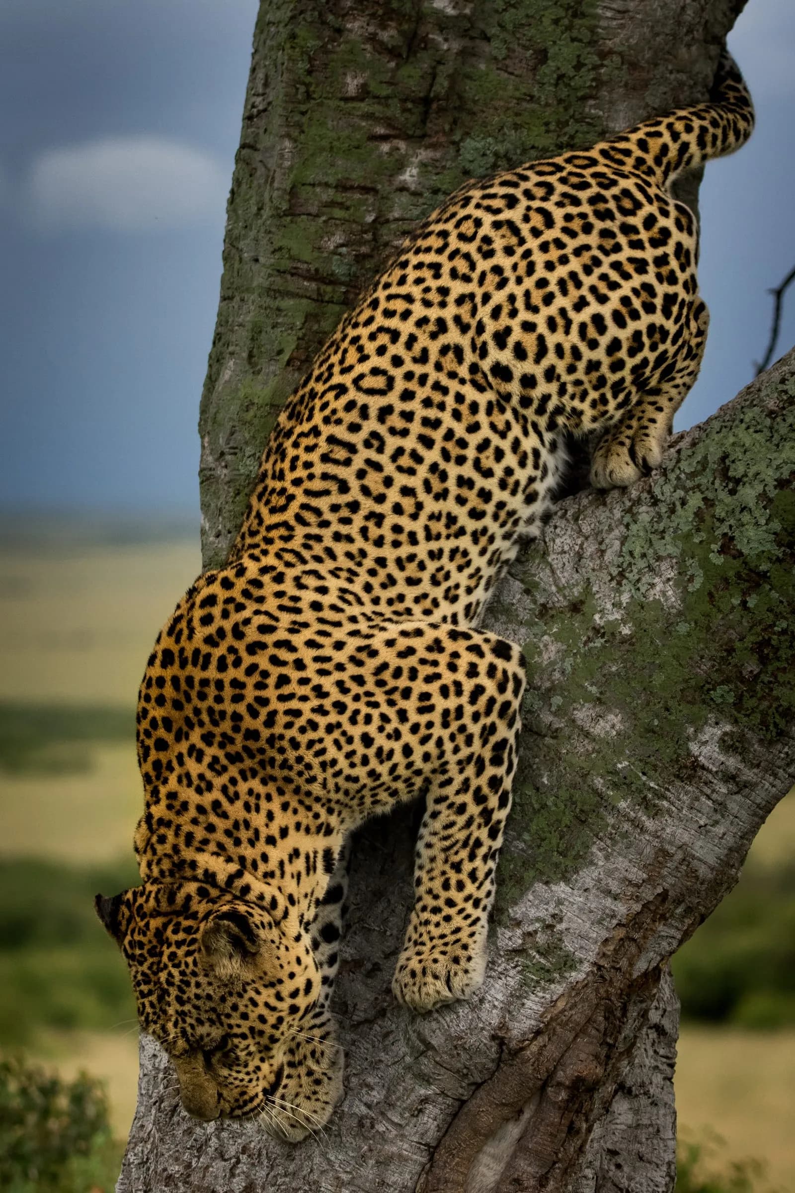 A leopard climbing head-first down a tree trunk
