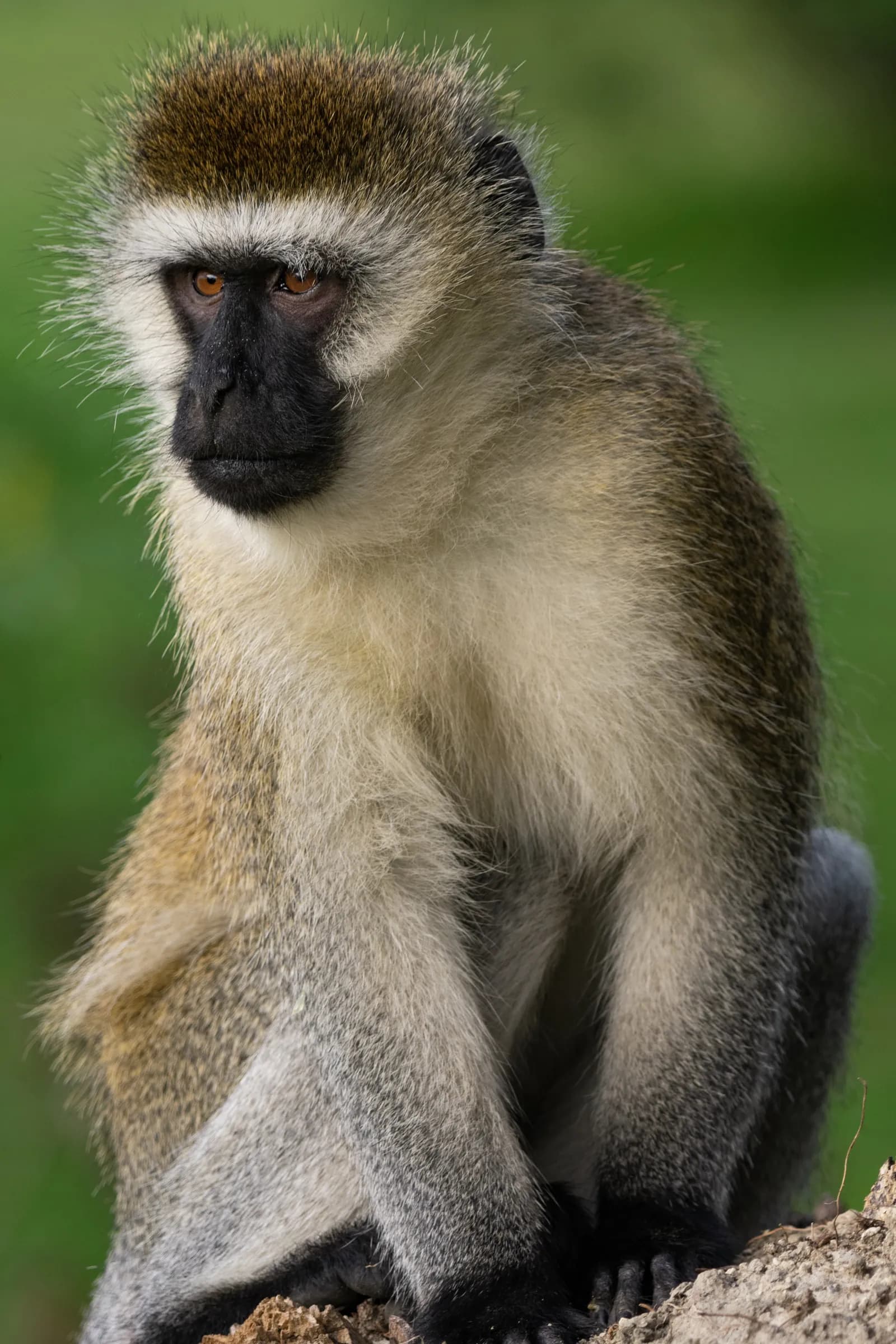 A vervet monkey sitting on a rock, looking off to one side